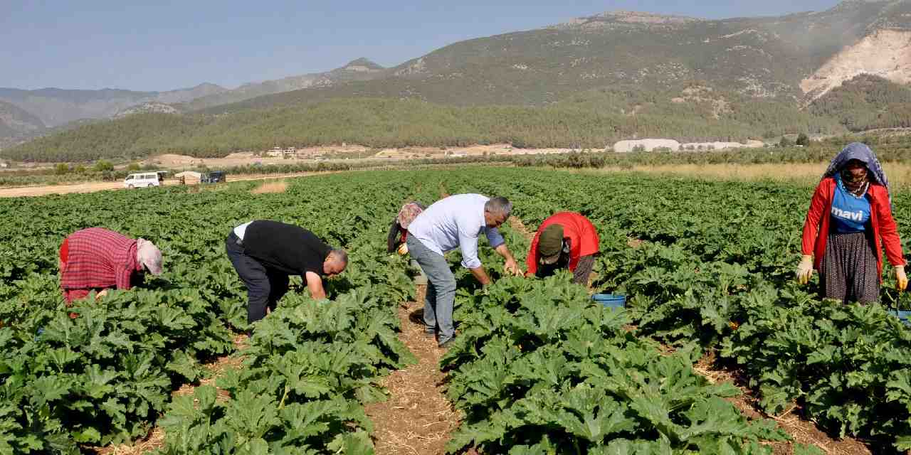 4 ay hasadi yapiliyor yurt disindan talep yagiyor kilosu tarlada 25 lira 7PH9qDEm