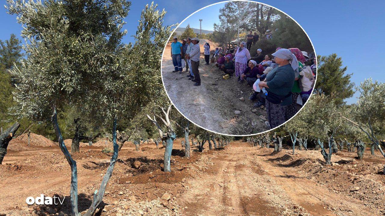 zeytinler tasiniyor koylulerden can suyu GReSwF2w