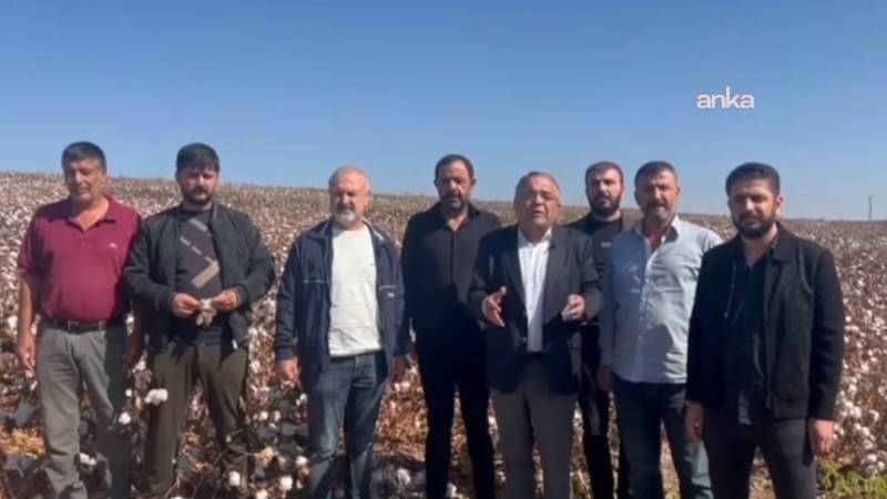 chpli tanrikulu bu yil da destek verilmezse bolgede pamuk uretimi neredeyse sifira dusecek cleDhZnD.png