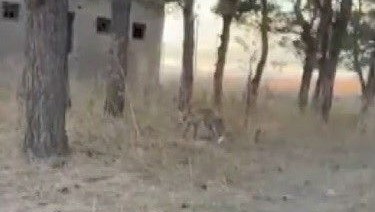 karsta tilkiler yerlesim yerlerinde cirit atiyor FuRYPXX2