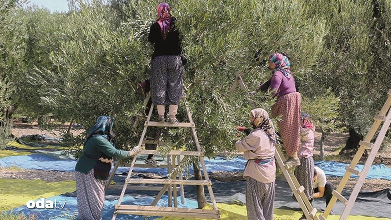 zeytinde karmasik denklem yok yili etkisi azaliyor ama kuraklik vuruyor W7M9IMGs.jpg