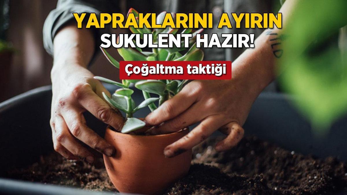 yapraklarini ayirin sukulent cogalsin en kolay yontem buymus sgmZcm76.jpg