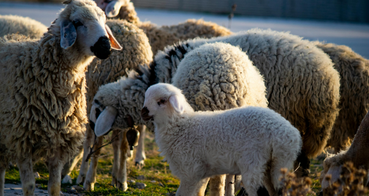 Bu da oldu! Tanesi 12 bin TL’den icradan satılık koyun, kuzu…