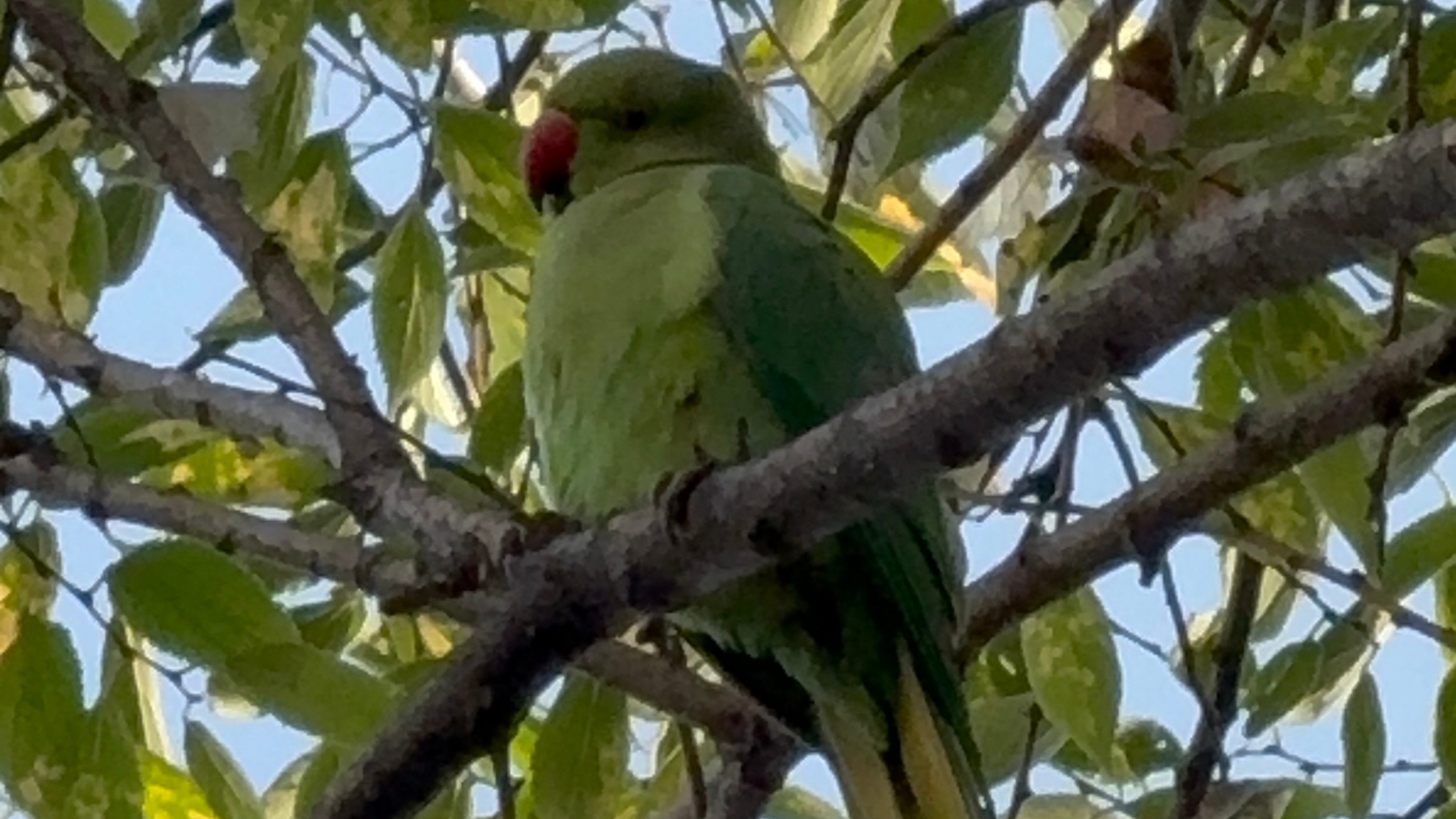 Pakistan papağanları Samsun adliyesine yerleşti